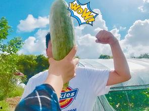 网红吃瓜到自己身上,揭秘娱乐圈背后的真相 第3张 网红吃瓜到自己身上,揭秘娱乐圈背后的真相 第3张